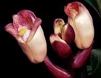Acanthephippium sylhetense