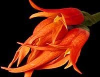 Ada aurantiaca