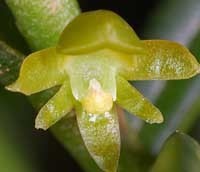 Adenoncos parviflora