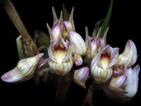 Acanthephippium striatum