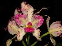 Cattleya amethystoglossa aurea 'aquinii'