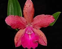 Cattleya Slc. Woessner Feuer x aclandiae