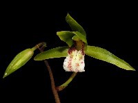 Cymbidium cyperifolium