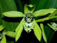 Coelogyne pandurata