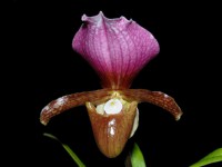 Paphiopedilum charlesworthii