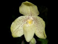 Paphiopedilum concolor
