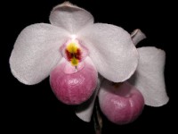 Paphiopedilum delenatii