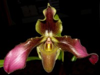 Paphiopedilum esquirolei