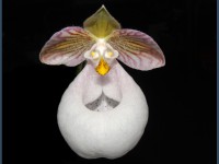 Paphiopedilum micranthum eburneum