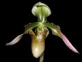 Paphiopedilum appeltonianum