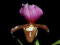 Paphiopedilum charlesworthii
