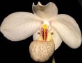 Paphiopedilum emmersonii xl