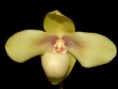 Paphiopedilum hangianum