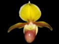 Paphiopedilum helenae