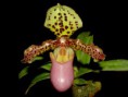 Paphiopedilum henryanum