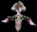 Paphiopedilum hirsutissimum