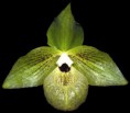 Paphiopedilum malipoense