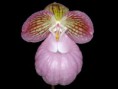 Paphiopedilum micranthum