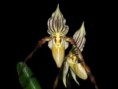 Paphiopedilum philippinense