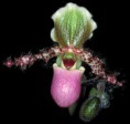 Paphiopedilum glaucophyllum 'True type'