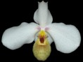 Paphiopedilum emmersonii