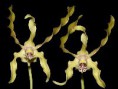 Dendrobium laxiflorum